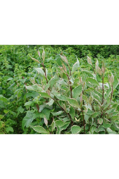 Дерен белый Миракл в саду.